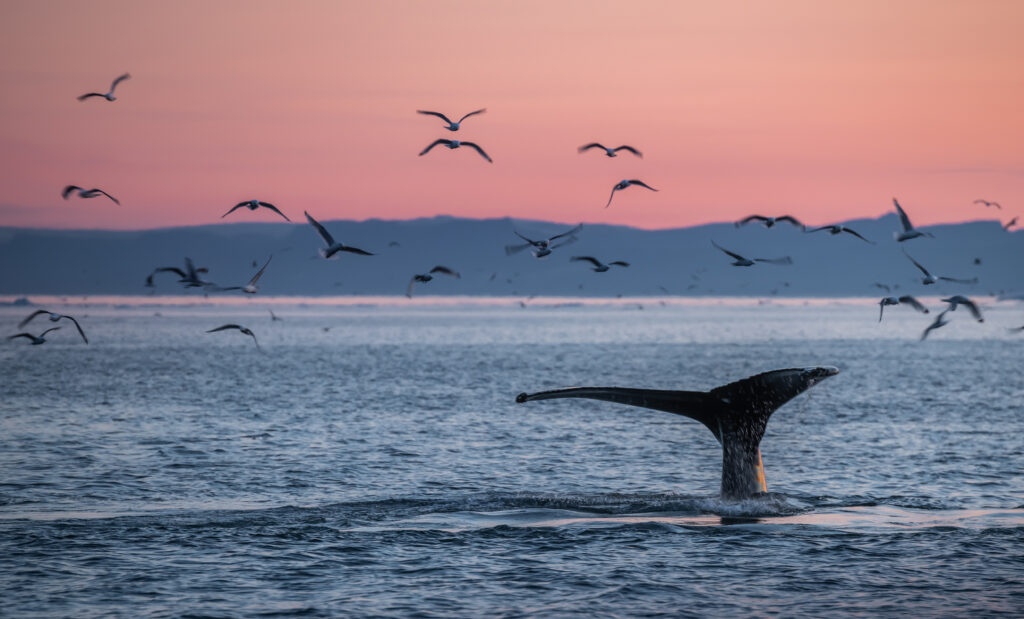 whale mirissa